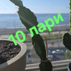 Цветы - фото 6
