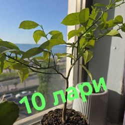 Цветы - фото 7