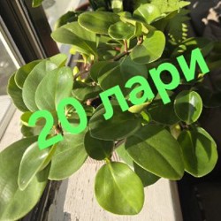 Цветы - фото 8