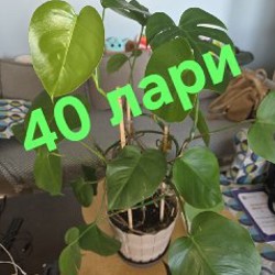 Цветы - фото 10