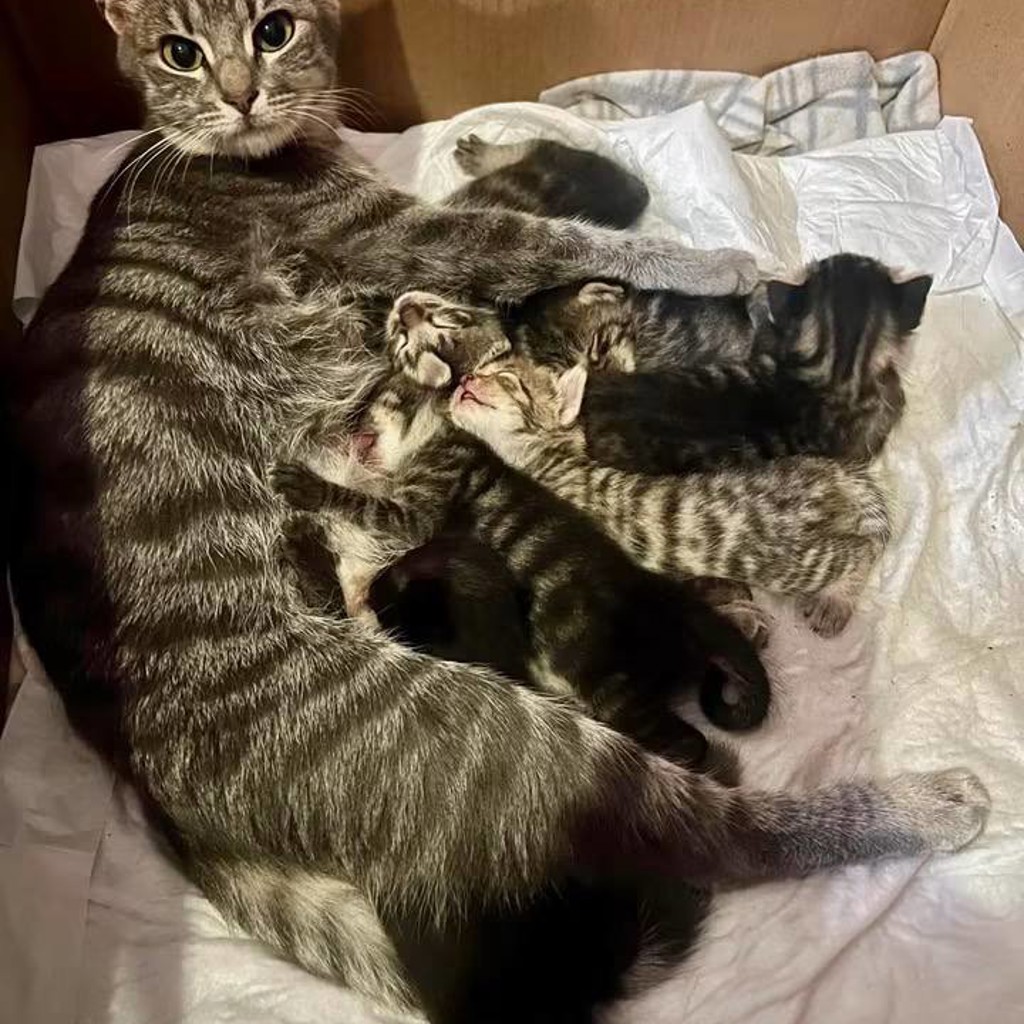 Котята