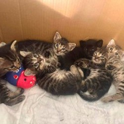 Котята - фото 2