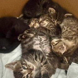 Котята - фото 3