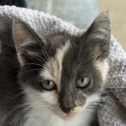 Кошка в поисках дома - фото 2