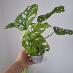 Куст руэлья - фото 2