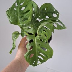 Куст руэлья - фото 3