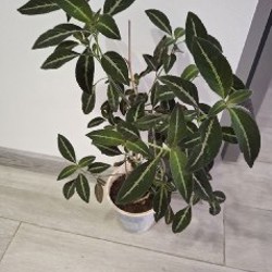 Куст руэлья - фото 5