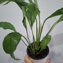 Куст руэлья - фото 6