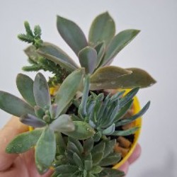 Куст руэлья - фото 7