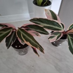 Куст руэлья - фото 8