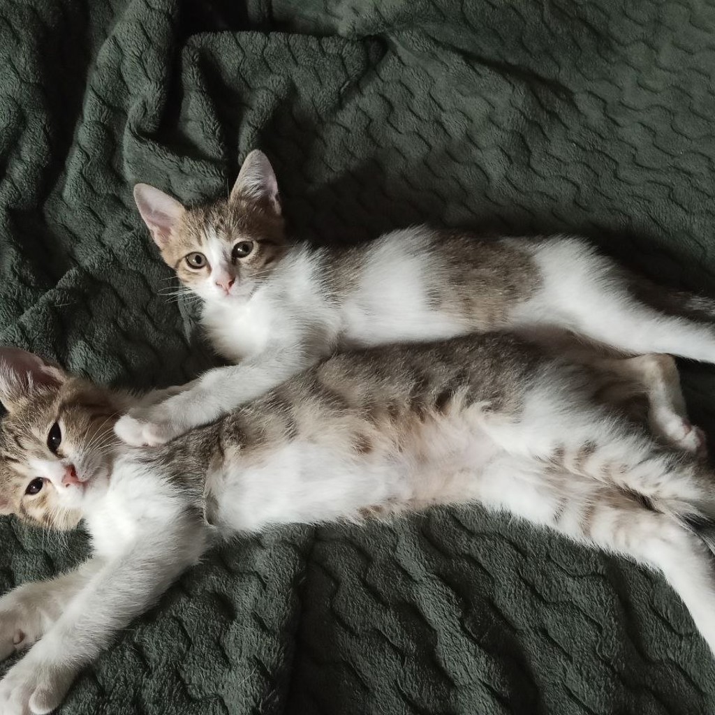Котята