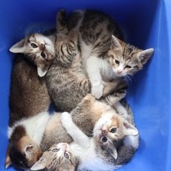Котята - фото 2