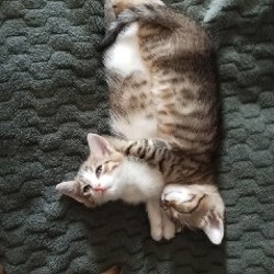 Котята - фото 3