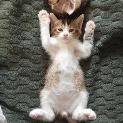 Котята - фото 4