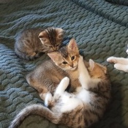Котята - фото 5