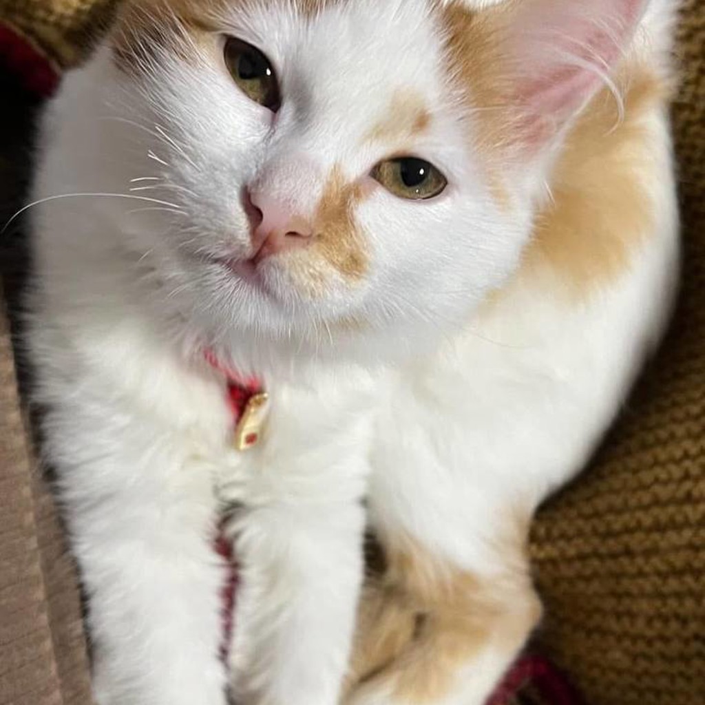 Кошка Наки