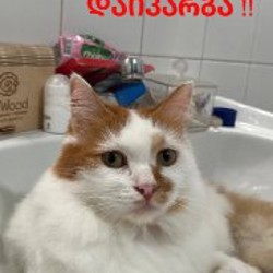 Кошка Наки - фото 3