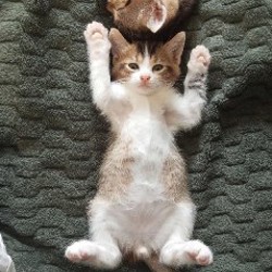 Котята - фото 5