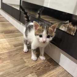 Котята - фото 2