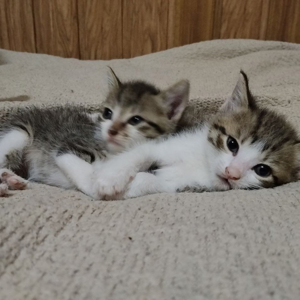 Котята