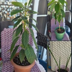 Yucca - фото 1