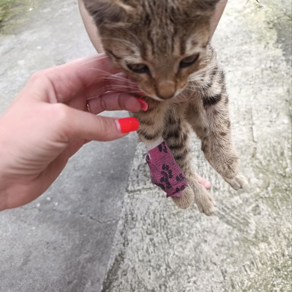 Котёнок