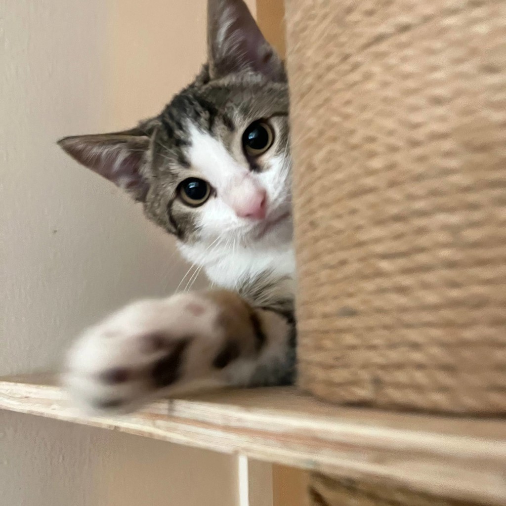Котёнок Тео