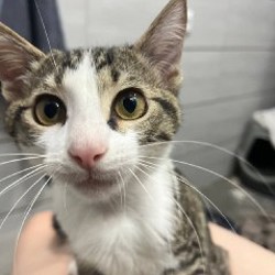 Котёнок Тео - фото 2