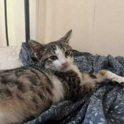 Котёнок Тео - фото 3
