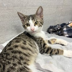 Котёнок Тео - фото 4