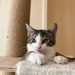 Котёнок Тео - фото 6