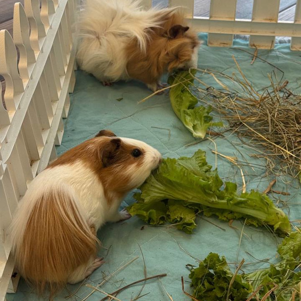 Морские свинки