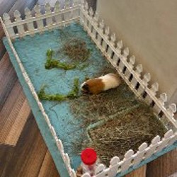 Морские свинки - фото 3