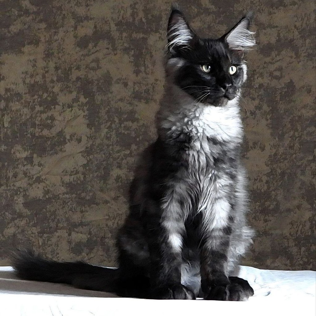 Котята породы мейн-кун