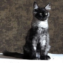 Котята породы мейн-кун - фото 1