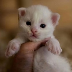 Котята породы мейн-кун - фото 2