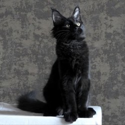 Котята породы мейн-кун - фото 3