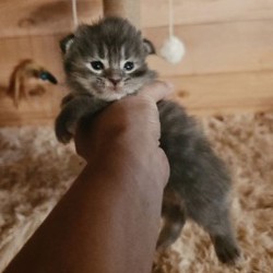 Котята породы мейн-кун - фото 4