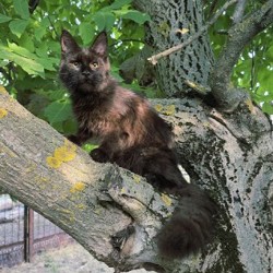 Котята породы мейн-кун - фото 5