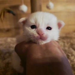 Котята породы мейн-кун - фото 6