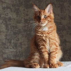 Котята породы мейн-кун - фото 7