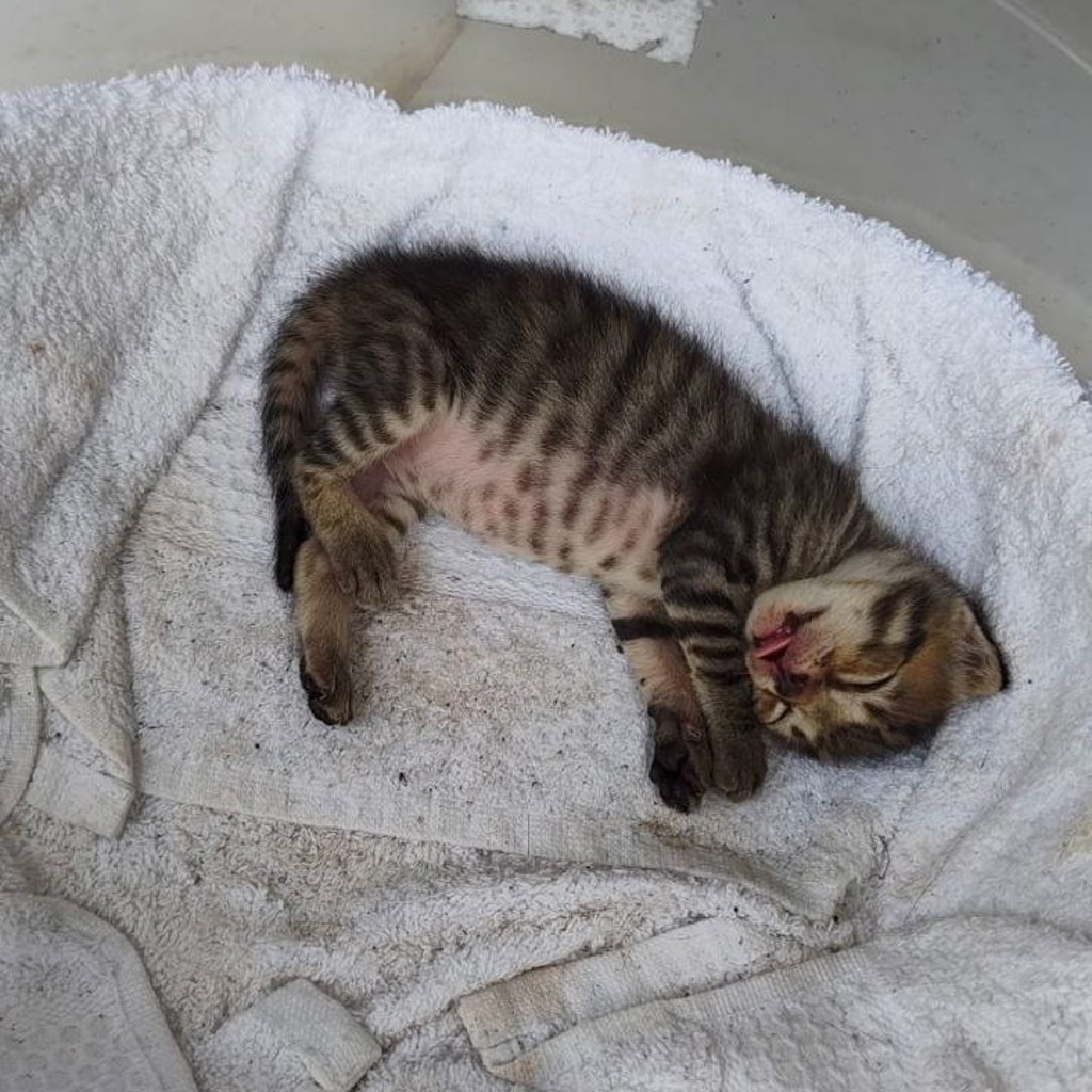 Кошка с котёнком