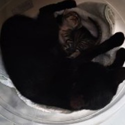 Кошка с котёнком - фото 2