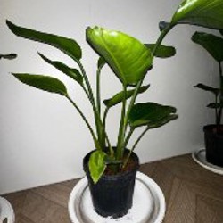 Хоя - фото 2