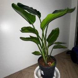Хоя - фото 3