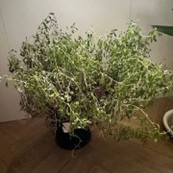 Хоя - фото 5