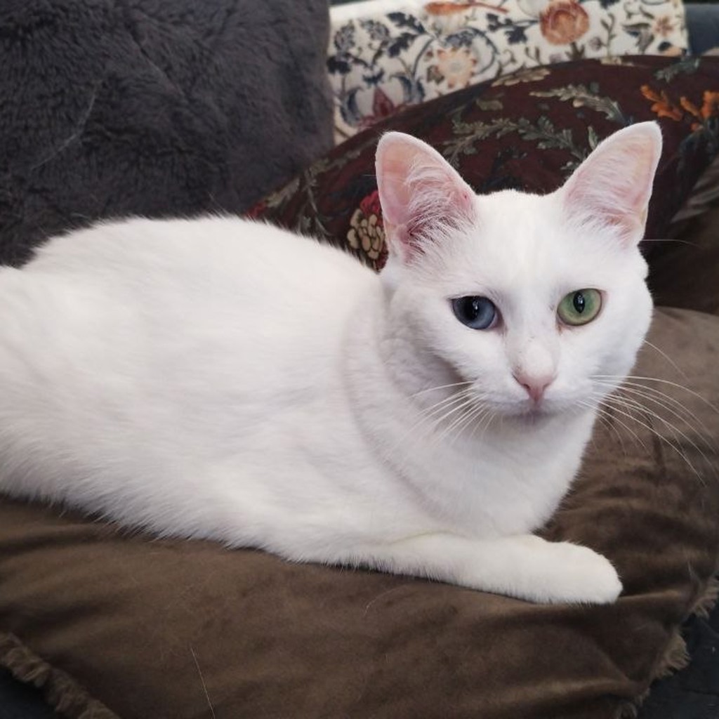 Кошка Луна