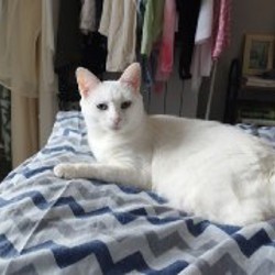 Кошка Луна - фото 2