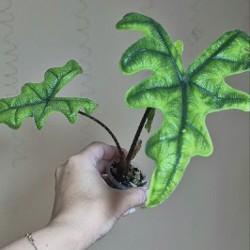BVP - фото 3
