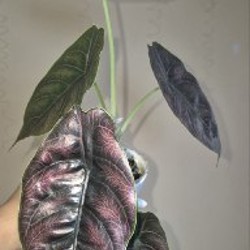 BVP - фото 4